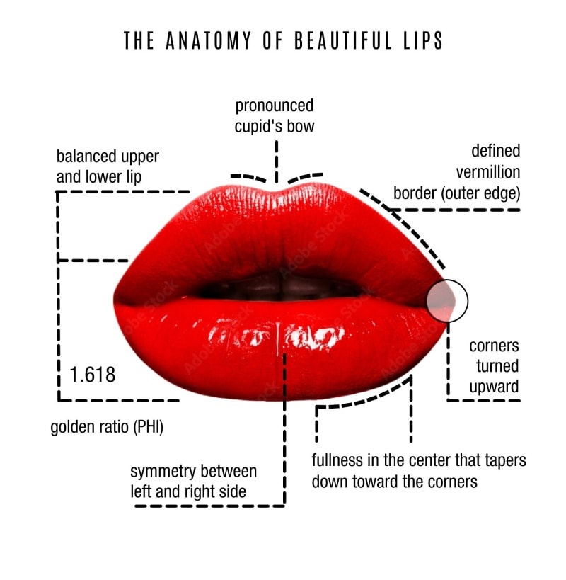 Anatomy Of Lips For Filler Lipstutorial Org