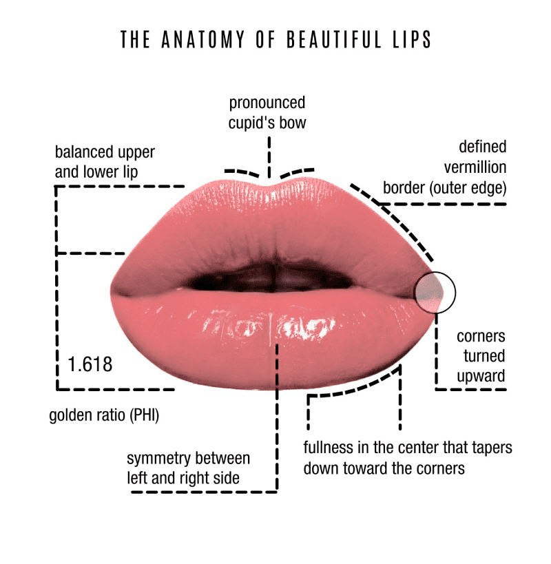 Lips-Anatomy | Lips and Drips by Erica Marie in Philadelphia, PA
